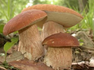 A Oriolo Romano (VT) è festa grande per il fungo porcino – 13/22 settembre   