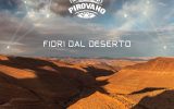 MAURIZIO PIROVANO In radio con il singolo “Commedia americana” Il singolo anticipa il nuovo album “Fiori dal deserto”